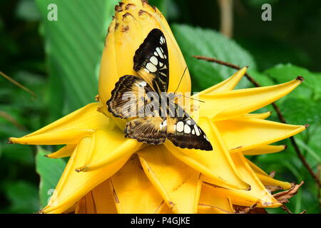 Brown Clipper butterfly Banque D'Images