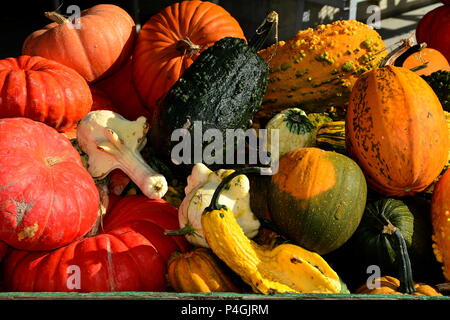 Citrouilles, gourdes et courges au marché fermier. Banque D'Images