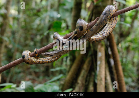 Un anaconda vert sauvage, Eunectes murinus, Parc National de l'Amazonie, Loreto, Pérou Banque D'Images