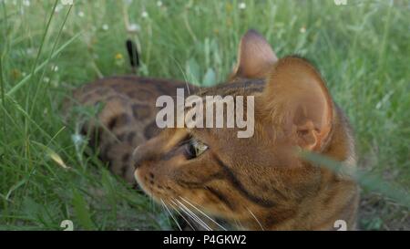 Bengal chat marche dans l'herbe. Il montre différentes émotions. Le chat regarde ailleurs. Oreilles sur le vertex, pointant vers l'avant : le chat est de bonne humeur, prêt Banque D'Images