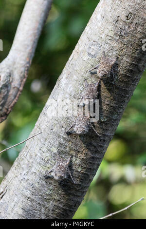 Les chauves-souris, proboscis adultes Rhynchonycteris naso, sur l'arbre en Yanallpa CaÃ±o, rivière Ucayali, Loreto, Pérou Banque D'Images