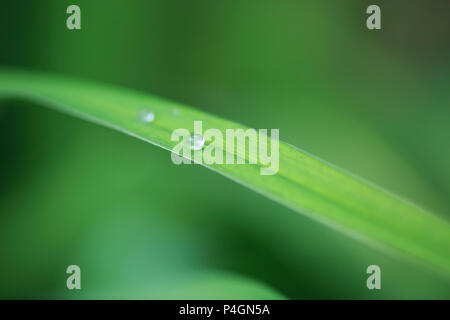 Gouttes d'eau sur l'herbe Banque D'Images