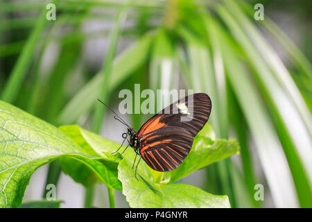 Papillon rouge postman (Heliconius erato) Banque D'Images