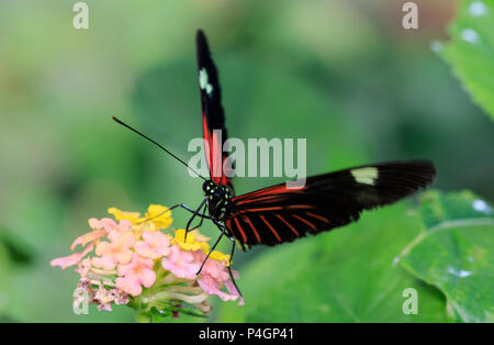 Papillon rouge postman (Heliconius erato) Banque D'Images