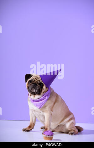 Le PUG dog en violet anniversaire chapeau avec cupcake, ultra violet sur Banque D'Images