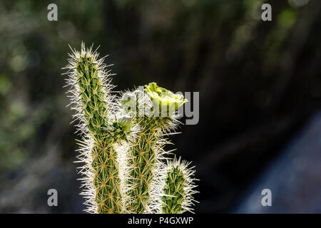 Fleur de cactus Cholla et épines glow en contre-jour sur un fond sombre, Anza-Borrego State Park en Californie. Banque D'Images