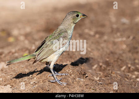 Bunting peint Femme, Passerina ciris, à la recherche d'eau et le soulagement de la chaleur de l'été, sur un ranch dans le sud du Texas. Banque D'Images