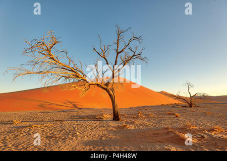 Dune 45 dans le sud de la Namibie prise en Janvier 2018 Banque D'Images