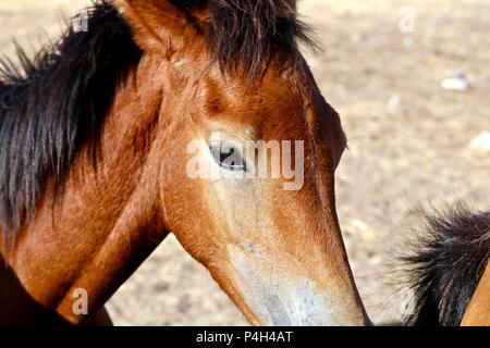 Les chevaux sauvages du Nevada, chevaux mustang sauvage américain dans le désert haut Banque D'Images