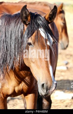 Les chevaux sauvages du Nevada, chevaux mustang sauvage américain dans le désert haut Banque D'Images