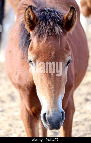 Les chevaux sauvages du Nevada, chevaux mustang sauvage américain dans le désert haut Banque D'Images