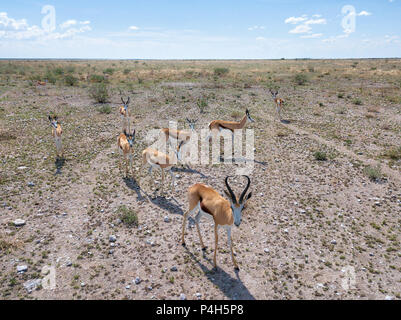 Les animaux dans le Parc National Etoscha dans le Nord de la Namibie prise en Janvier 2018 Banque D'Images