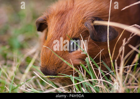 Jeune cochon rouge dans l'herbe Banque D'Images