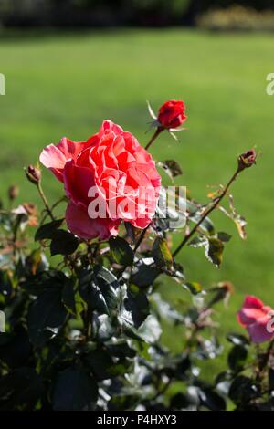 Roses candélabres à Owen Rose Garden à Eugene, Oregon, USA. Banque D'Images