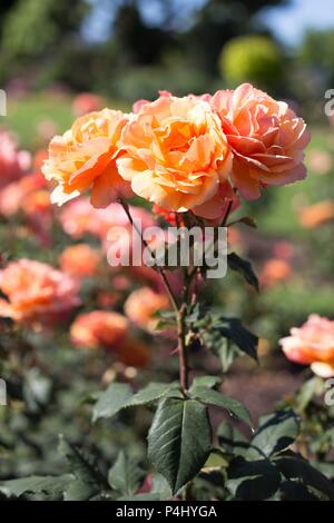 Face à propos de roses hybrides de thé à Owen Rose Garden à Eugene, Oregon, USA. Banque D'Images