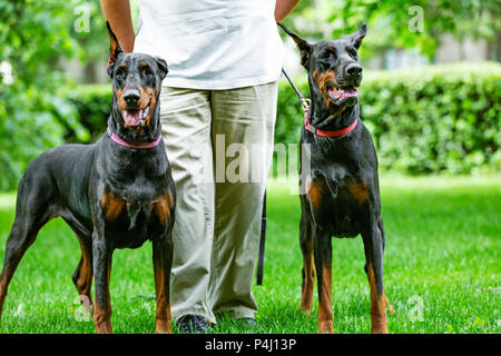 Deux dobermans noirs. Homme marche dans le parc deux Dobermanns pur Banque D'Images