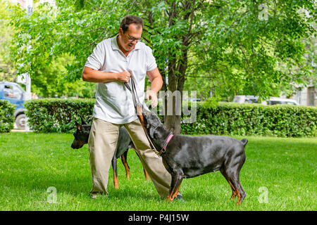 Deux dobermans noirs. Homme marche dans le parc deux Dobermanns pur Banque D'Images