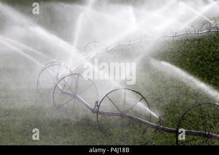 Arrosage arrosage agricole roue un champ de luzerne en Colombie-Britannique, Canada. Banque D'Images