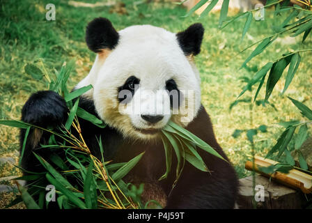 Big Panda eating bamboo Banque D'Images
