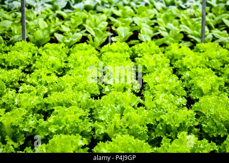 Organic agriculture verticale Banque D'Images