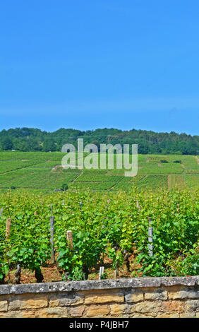 Romanée Conti vignoble, Vosne-Romanée, Côte d Or, bourgogne, france Banque D'Images