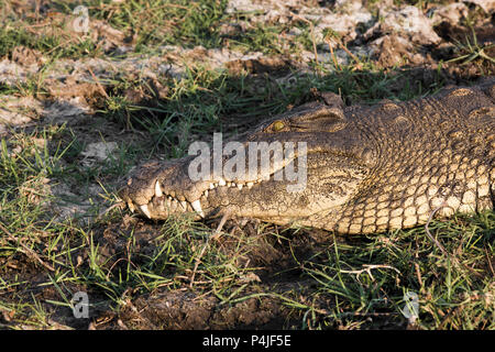 En Crocodile Erindi Private Game Reserve en Namibie Banque D'Images