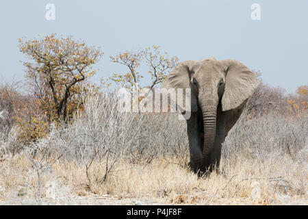 Éléphant dans la savane, en Namibie, l'Afrique, concept pour voyager en Afrique et Safari Banque D'Images