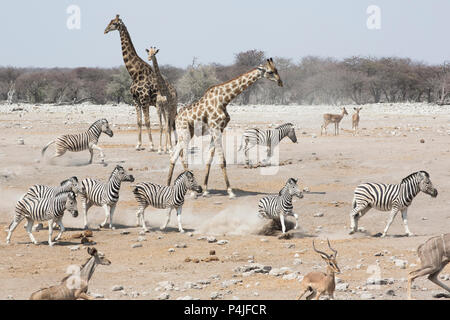 Les girafes, zèbres, springboks et se réunissent à un point d'eau dans le parc national d'Etosha à boire en Namibie, Afrique Banque D'Images
