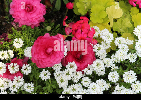 Renoncule rose, blanc Candytuft fleurs en croissance avec du vert Heucheras plantes dans un lit de fleur au printemps Banque D'Images