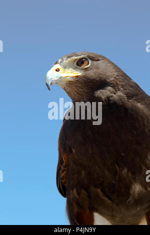 Harris's Hawk Portrait Banque D'Images