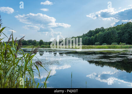 Lac forêt envahie de roseaux et les lentilles d'eau. Forêt mixte sur l'arrière-plan. Reflets de nuages blancs, arbres et timide dans l'eau miroir. Banque D'Images