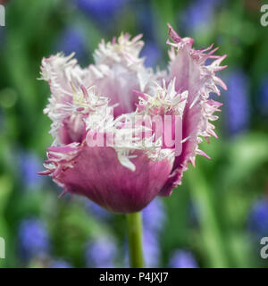 Gros plan de Tulipa 'Cummins' en fleur - une variété à franges lilas-pourpre Banque D'Images