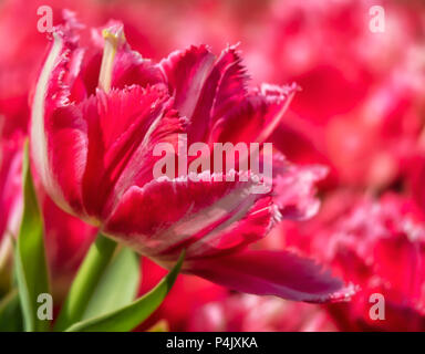 BACKGROUNF - tulipe rouge à bords frilly avec rayures blanches sur fond rouge Banque D'Images