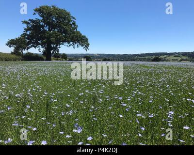 Domaine Saint-Jean Banque D'Images