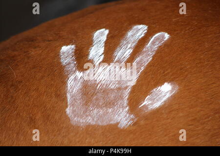 Une main peint en blanc sur la croupe d'un cheval comme les Indiens Banque D'Images