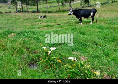 Vache laitière dans SAPALACHE Huaringas Las ' ' - HUANCABAMBA.. .Département de Piura au Pérou Banque D'Images