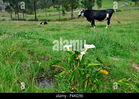 Vache laitière dans SAPALACHE Huaringas Las ' ' - HUANCABAMBA.. .Département de Piura au Pérou Banque D'Images