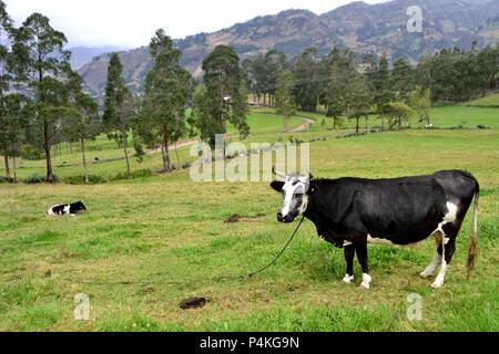 Vache laitière dans SAPALACHE Huaringas Las ' ' - HUANCABAMBA.. .Département de Piura au Pérou Banque D'Images