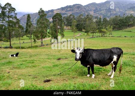 Vache laitière dans SAPALACHE Huaringas Las ' ' - HUANCABAMBA.. .Département de Piura au Pérou Banque D'Images