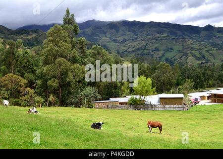 Vache laitière dans SAPALACHE Huaringas Las ' ' - HUANCABAMBA.. .Département de Piura au Pérou Banque D'Images