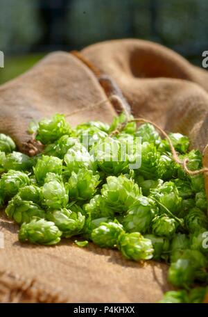 Houblon frais sur un sac de jute Banque D'Images