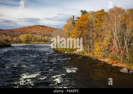 Feuillage d'automne le long de la rivière Androscoggin, Errol, New Hampshire Banque D'Images