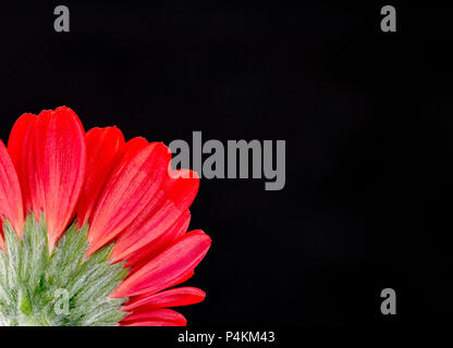 Une fleur Gerbera rouge photographié sur un fond noir Banque D'Images