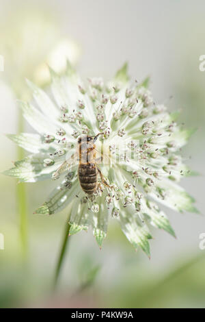 Image d'une abeille la collecte du pollen d'une fleur d'été blanc, Astrantia également connu sous le Masterwort ou en coussinet de Hattie Banque D'Images