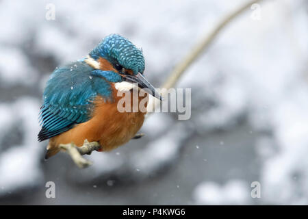 Kingfisher Alcedo atthis eurasien ( ), la fin de l'arrivée de l'hiver, des chutes de neige, homme adulte perché sur une branche, chasse, regarder pour la proie, de la faune, Europ Banque D'Images