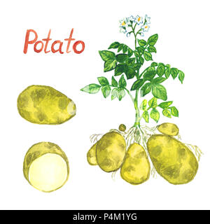 Bush de pommes de terre avec des fleurs, des feuilles, des pommes de terre et de couper des tranches, illustration aquarelle peint main isolé Banque D'Images