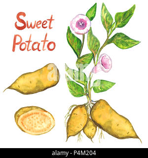 Bush de patate douce avec des fleurs, des feuilles, de patates douces et les couper en tranches, illustration aquarelle peint main isolé Banque D'Images