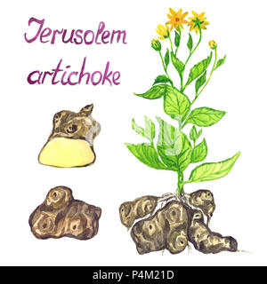 Bush de topinambour avec fleurs, feuilles, les topinambours et les couper en tranches, illustration aquarelle peint main isolé Banque D'Images