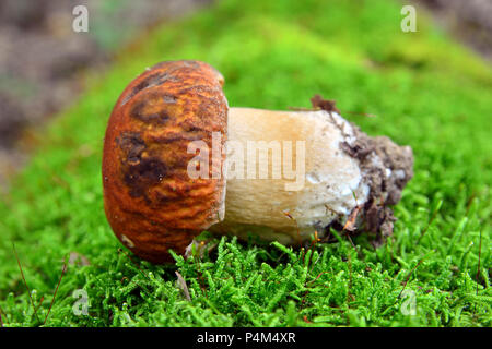 Boletus reticulatus, également connu sous le nom de boletus aestivalis ou l'été cep bolet Banque D'Images