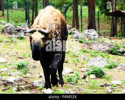 Portrait de takin, chèvre-vache, animal symbole de Bhoutan Banque D'Images